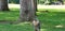 Closeup of a Peregrine Falcon